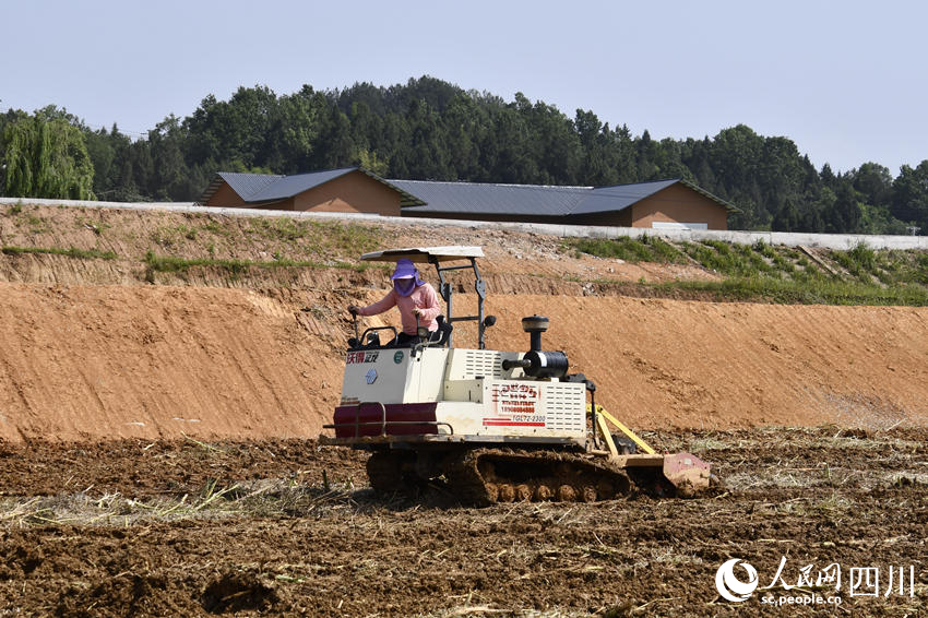 村民操作农用翻地机在通江县广纳镇构花坪村高标准农田内劳作。人民网王洪江 摄