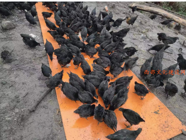 QQ截图20230603223413.png