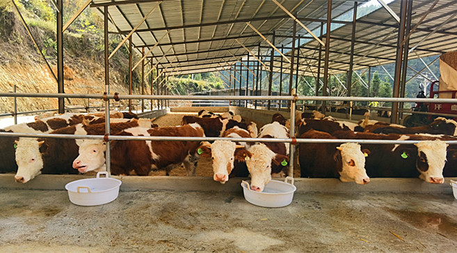 九潮镇曰寨村肉牛养殖基地_副本.jpg