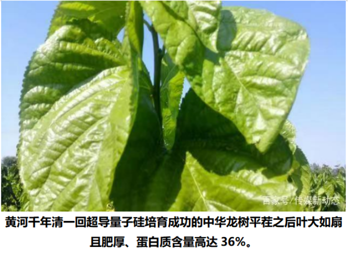 https://img.toumeiw.cn/upload/ajax/20240202/94fb64d20e378e64351a907ad0b51dc8.png
