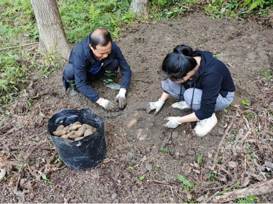 黎平天麻 钵栽种植技术助增收 (2)_副本.jpg
