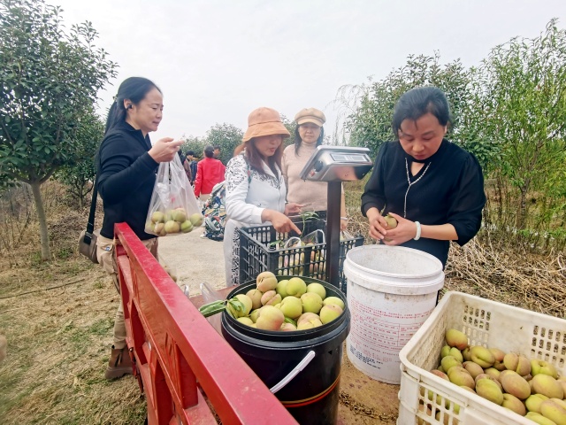 黄龙冬桃采摘_副本.jpg