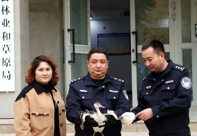 11月11日，食药环大队民警将三有保护动物凤头鸊鷉移交给县林业和草原局野生动物救站（陈恺 摄）_副本.jpg