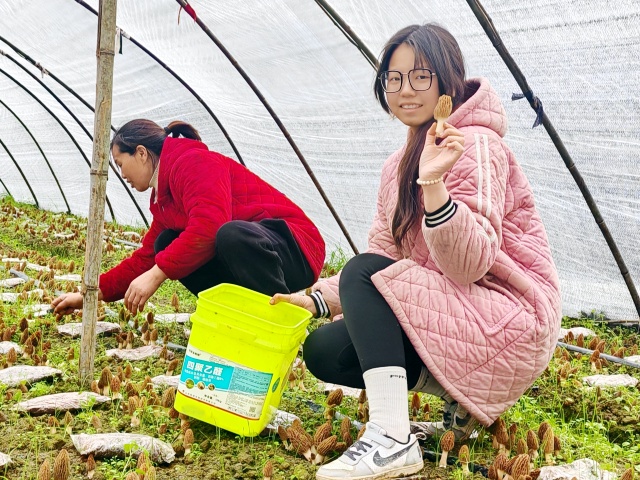 工人采收羊肚菌_副本.jpg