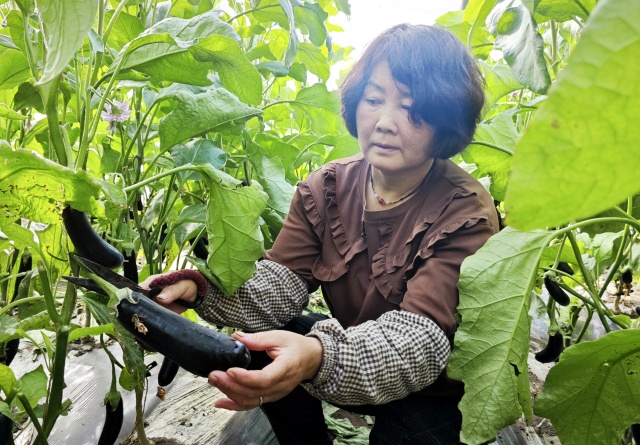 临泽县蓼泉镇：春节期间日光温室产销两旺 农户增收喜迎新春2_副本.jpg