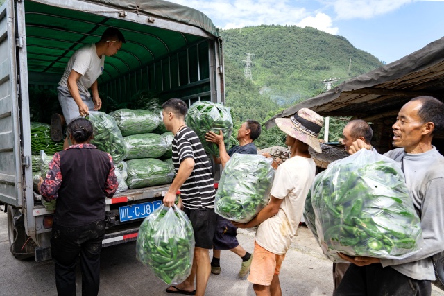 004 村民们正将新场乡粮蔬复合现代农业产业园区丰收的辣椒装车_副本.jpg