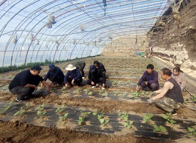 蓼泉镇：棚间细作织富路，垄上精耕绘锦图_副本.jpg